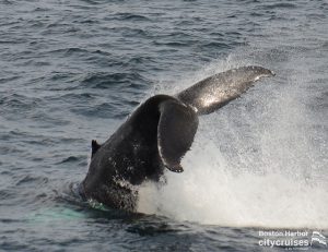 Osservazione delle balene: Balena fluke