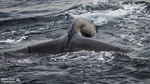 鲸鱼观察。鲸鱼的侥幸心理