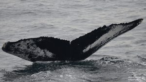 ホエールウォッチクジラのフロック