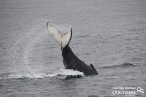 Whale Watch: Whale Fluke