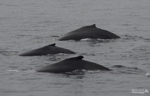Observation des baleines : Trois baleines
