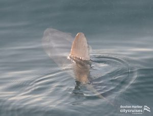 Whale Watch: Mola Mola