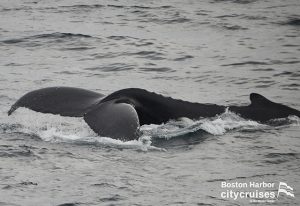 Whale Watch: Whale flukes and back