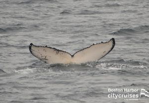 Whale Watch: Whale flukes