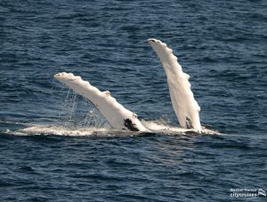 水面から出たクジラの白い2枚のヒレ。