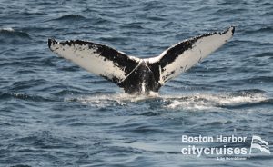 Balena che si immerge: visibile la parte inferiore della coda.