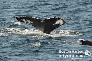 Balena in immersione con coda visibile.