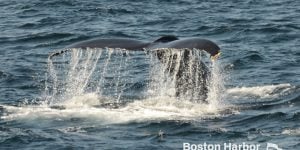 Cauda de baleia com água a escorrer antes de mergulhar abaixo da superfície.