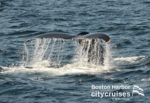 Cauda de baleia com água a escorrer antes de mergulhar abaixo da superfície.