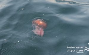 Een Lion Mane Jellyfish aan het oppervlak.