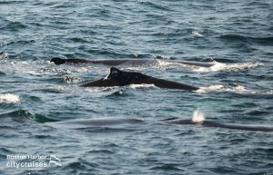 Group of whales swimming at surface.