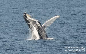 Observation des baleines : Breaching