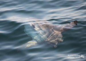 Наблюдение за китами: Мола-мола
