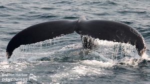 Observación de ballenas: Ballena Fluke