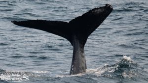 Observación de ballenas: Ballena Fluke
