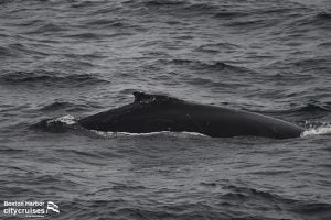 مشاهدة الحيتان: ظهر الحوت