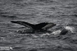 Whale Watch: Whale Fluke