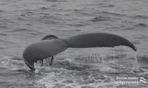 Wale beobachten: Fluke tauchen