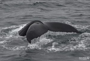 Whale Watch: Fluke dive