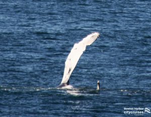 Witte onderflipper van een walvis.