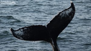 Una cola de ballena antes de descender bajo el agua.