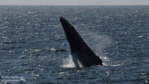 Balena che fa breccia sulla superficie dell'acqua.