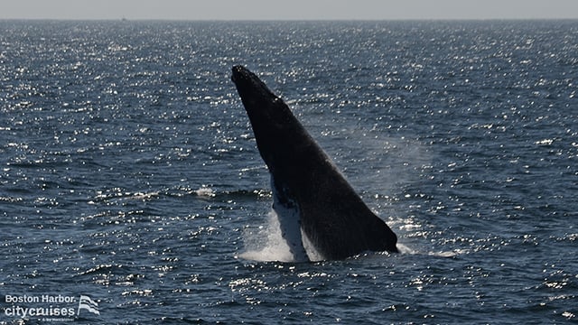 Balena che fa breccia sulla superficie dell'acqua.
