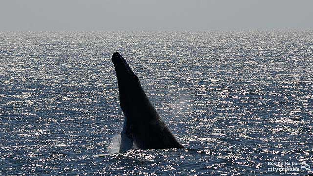 לווייתן פורץ פני השטח של מים.
