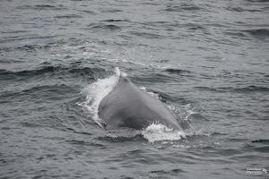 The back of a whale at the waters surface.