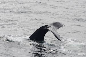 Ekor menyelam ikan paus kelihatan.