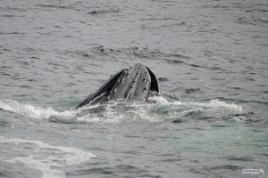 Undersiden af hvalens mund i vandoverfladen.