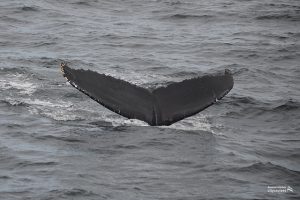 Balena in immersione con coda visibile.