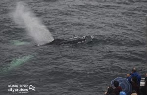 Osservazione delle balene da vicino