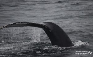 Inmersión de observación de ballenas
