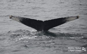 Escória de Whale Watch Dross