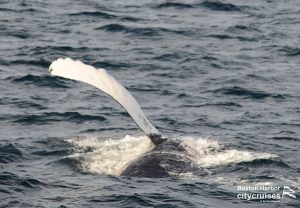 Observación de la ballena A Plus Flipper Slap