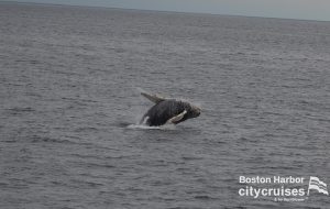 Osservazione delle balene Dross 21 Vitello che si stacca