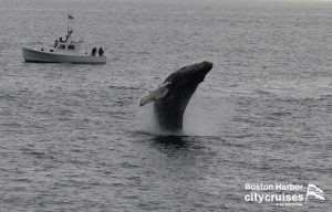 Osservazione della balena Dross Calf Breach