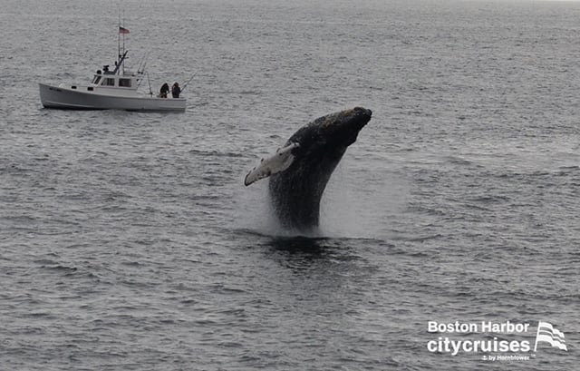 Observación de ballenas Dross 21 Calf Breach