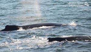 Équipe d'observation des baleines