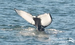 White underside of whale tail just above the surface.