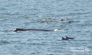 De nombreux dauphins nagent de part et d'autre d'une baleine.