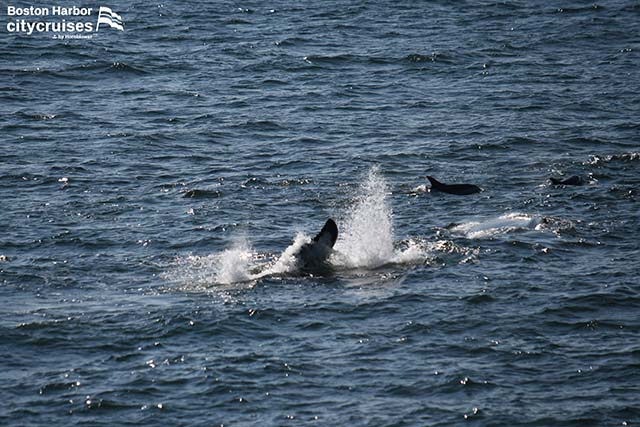 Tamparan ekor ikan paus dengan lumba-lumba di latar belakang.