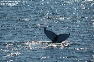 Ekor ikan paus di matahari jarak yang mencerminkan permukaan perairan.