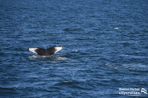 La coda delle balene in lontananza, appena sopra la superficie dell'acqua.