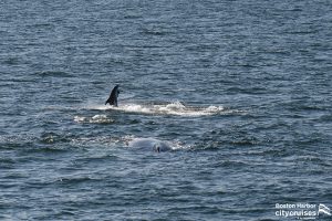 Ein Wal und ein Delfin, die im Hintergrund aus dem Wasser steigen.