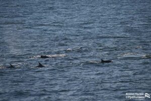 Delfine und Wale schwimmen.