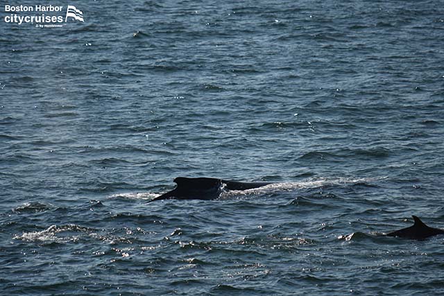 クジラとイルカが並んで泳ぐ。