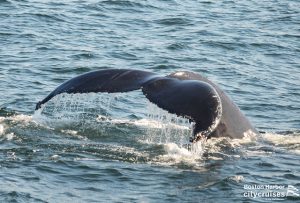 鲸鱼的尾巴上流着水。