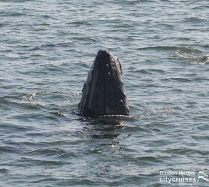 De neus van een walvis komt net boven het wateroppervlak uit.
